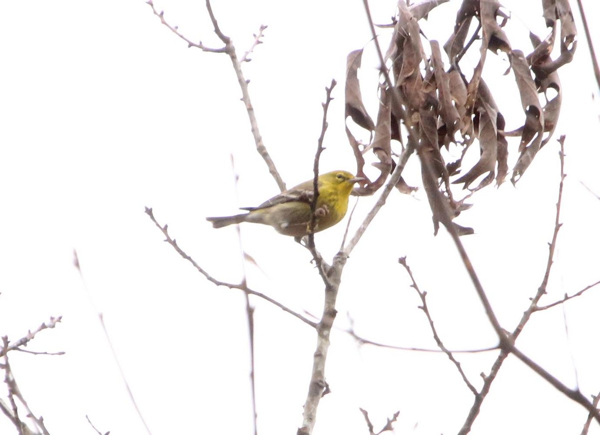 Pine Warbler - ML295351971