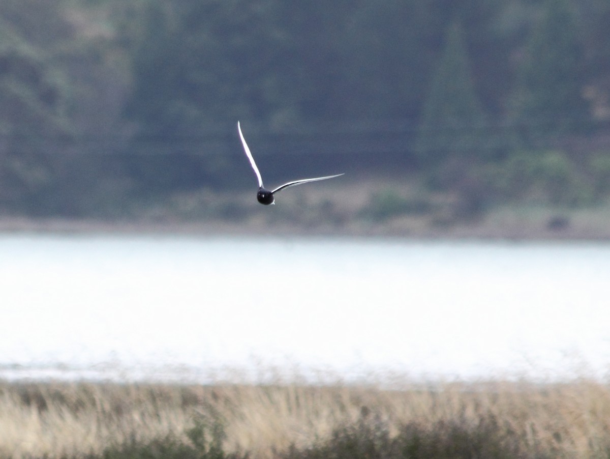 White-winged Tern - ML295352021