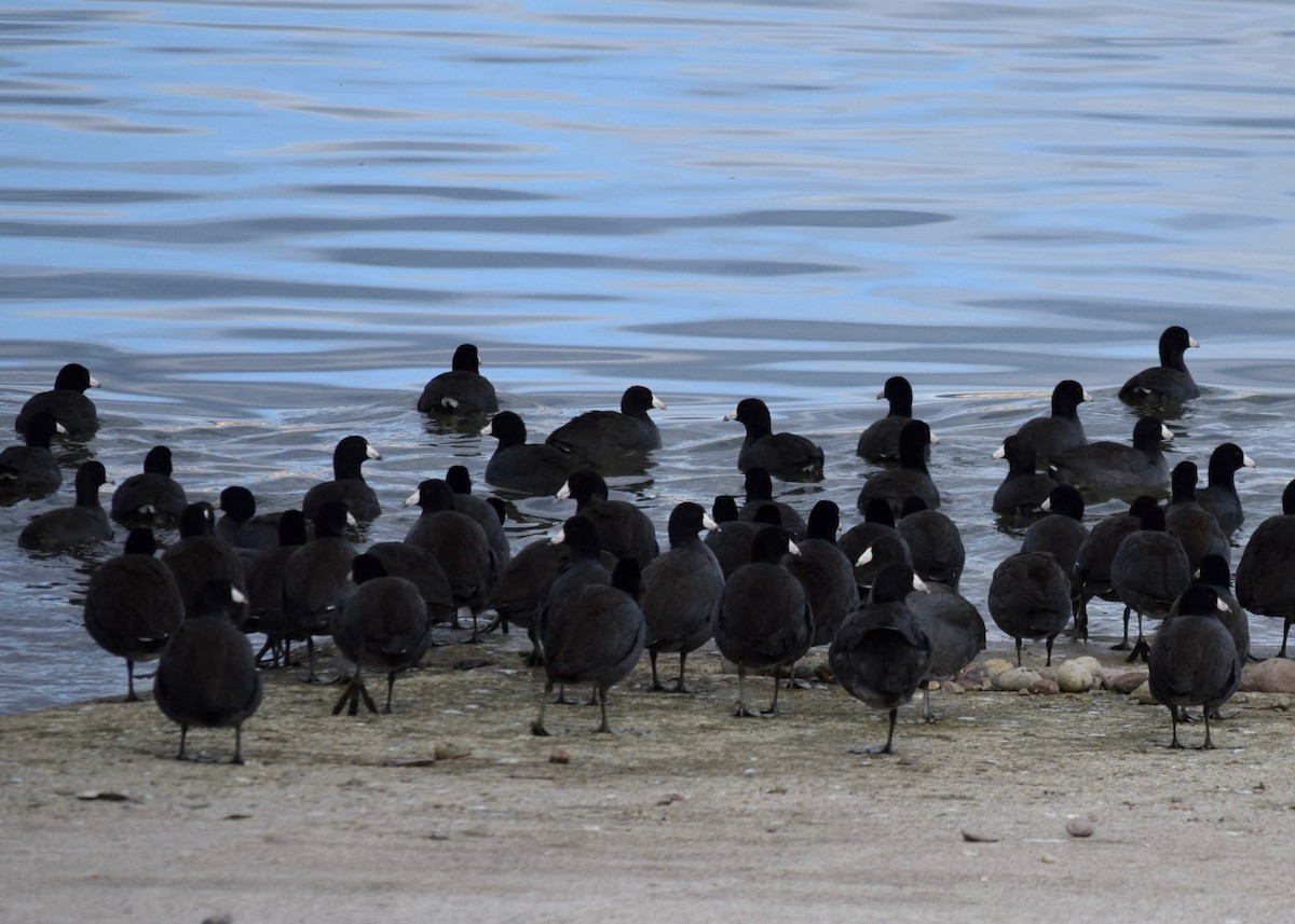 American Coot - ML295353731