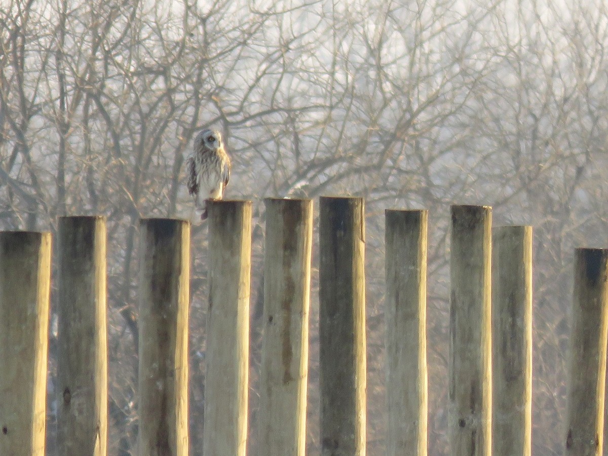 Short-eared Owl - Davida Kalina