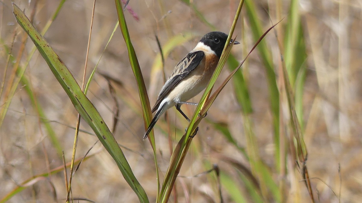 Siberian Stonechat - ML295354271