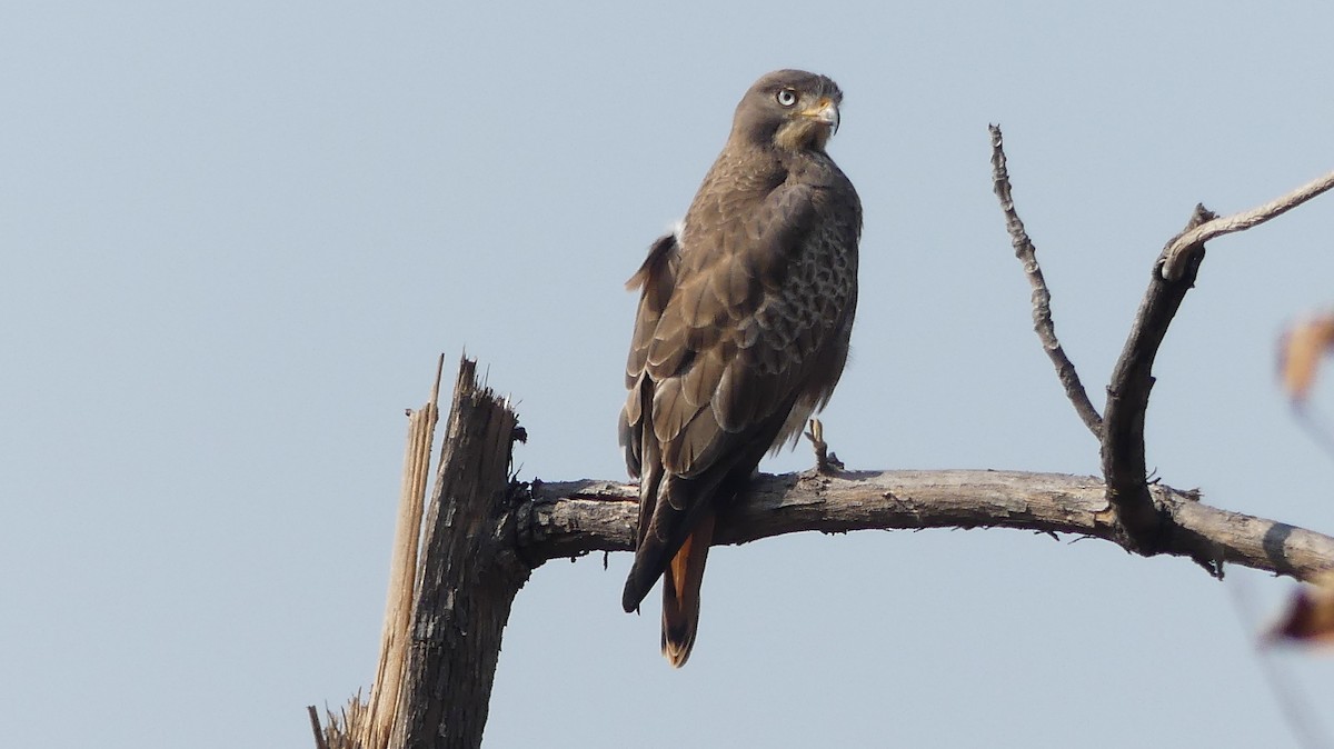 Weißaugenbussard - ML295354451