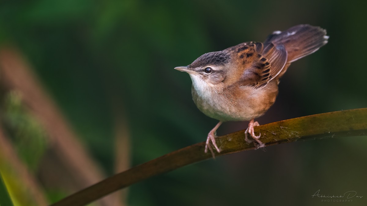 Pallas's Grasshopper Warbler - ML295354861