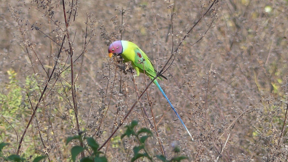 Plum-headed Parakeet - ML295355141