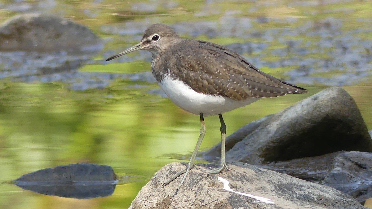 Green Sandpiper - ML295356661