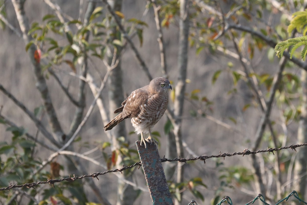 Shikra - ML295356821