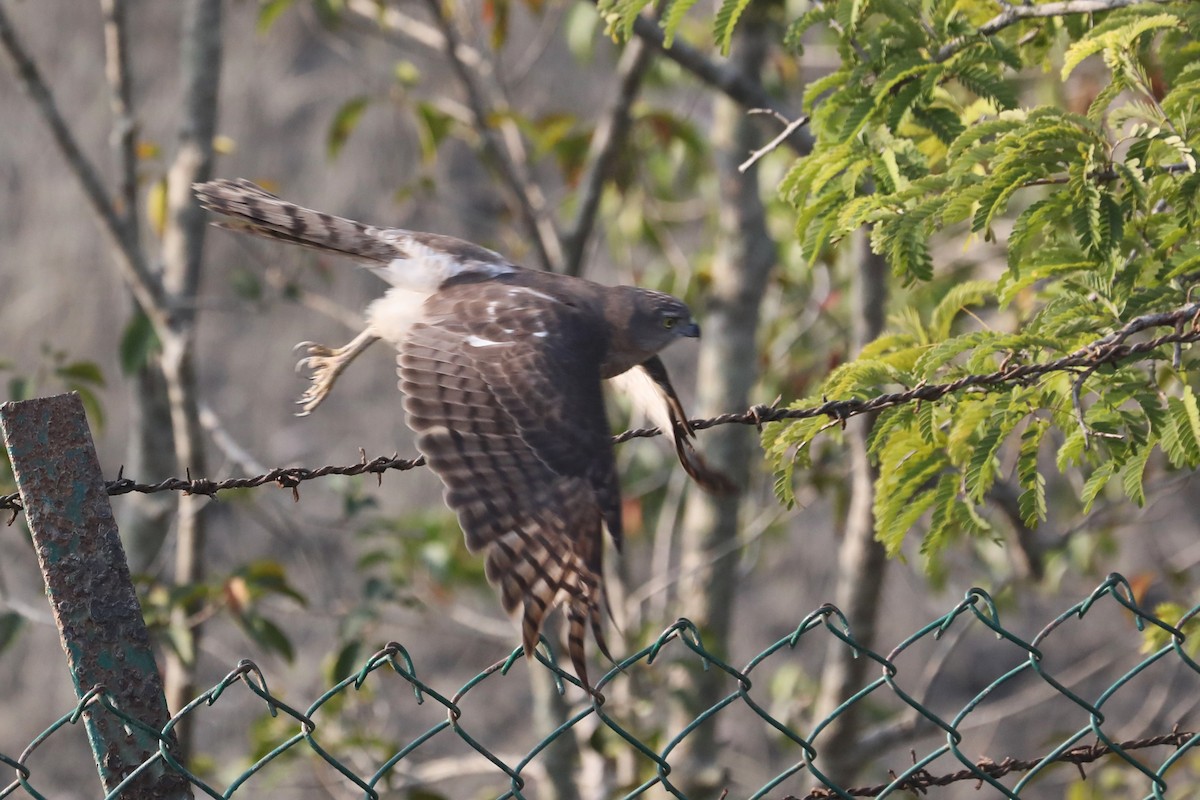 Shikra - ML295356831