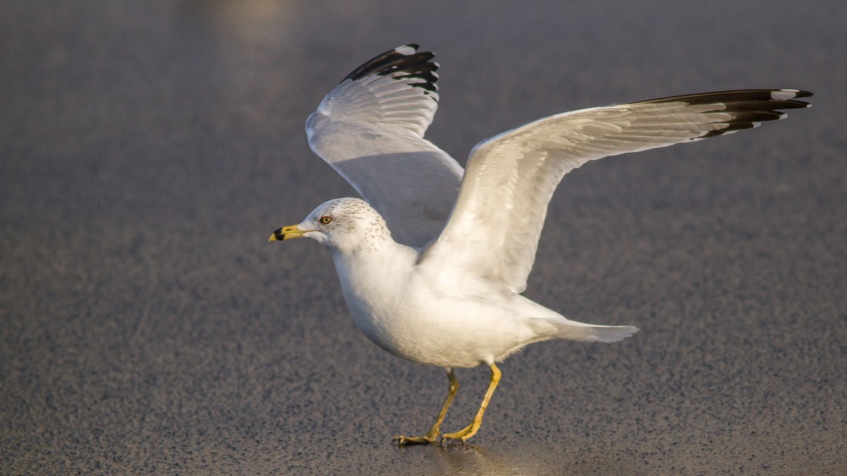 Ring-billed Gull - Rodney Baker