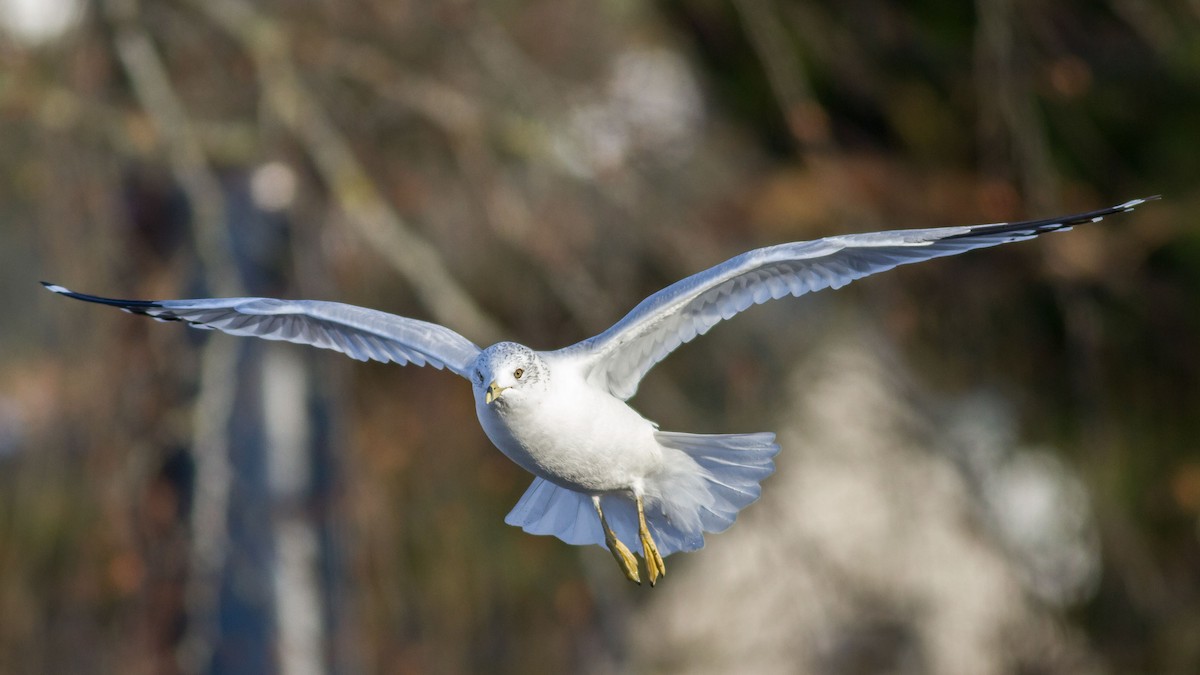 Ring-billed Gull - ML295358371