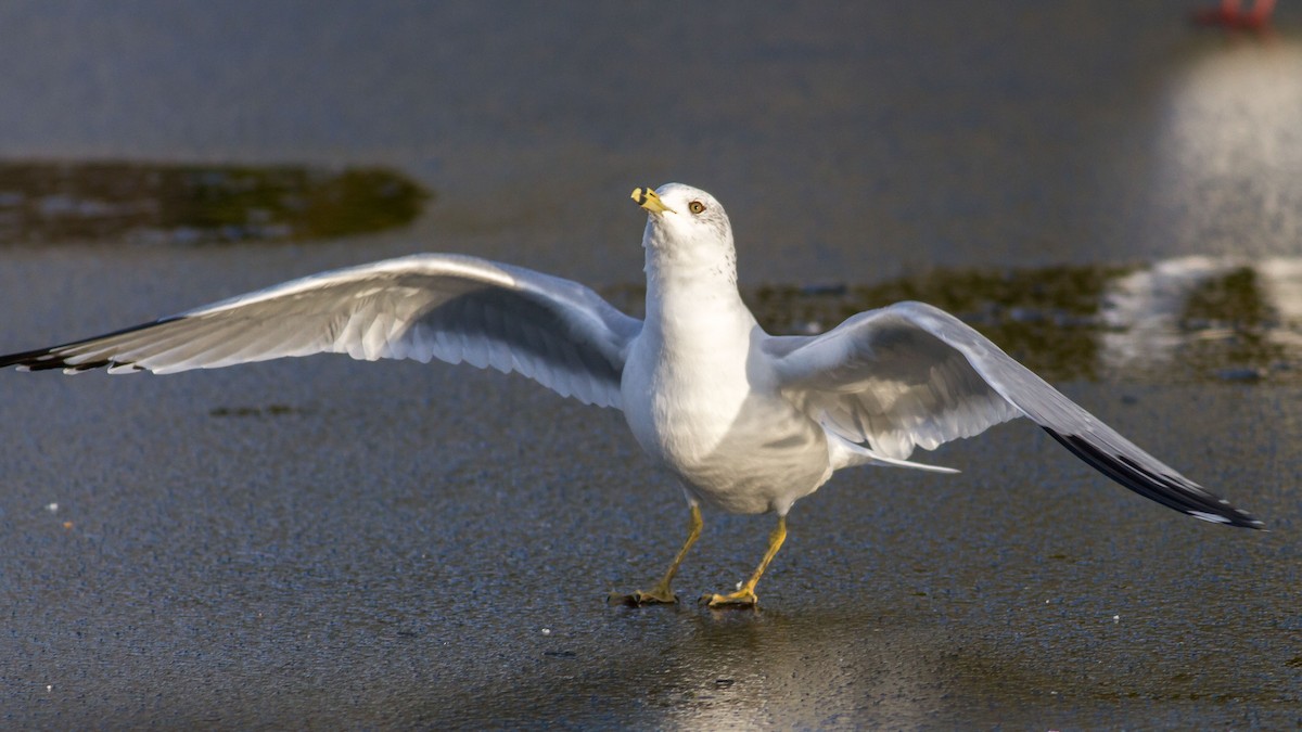 Ring-billed Gull - ML295358381