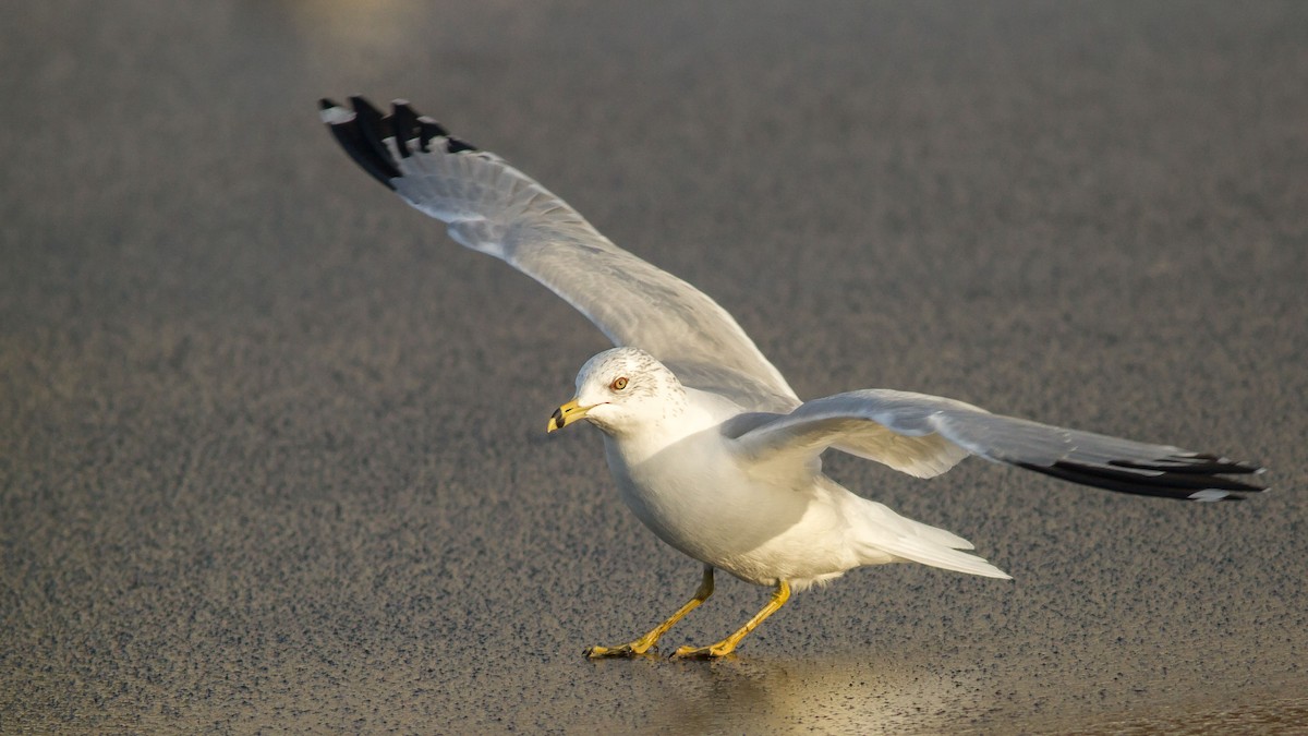 Ring-billed Gull - ML295358401