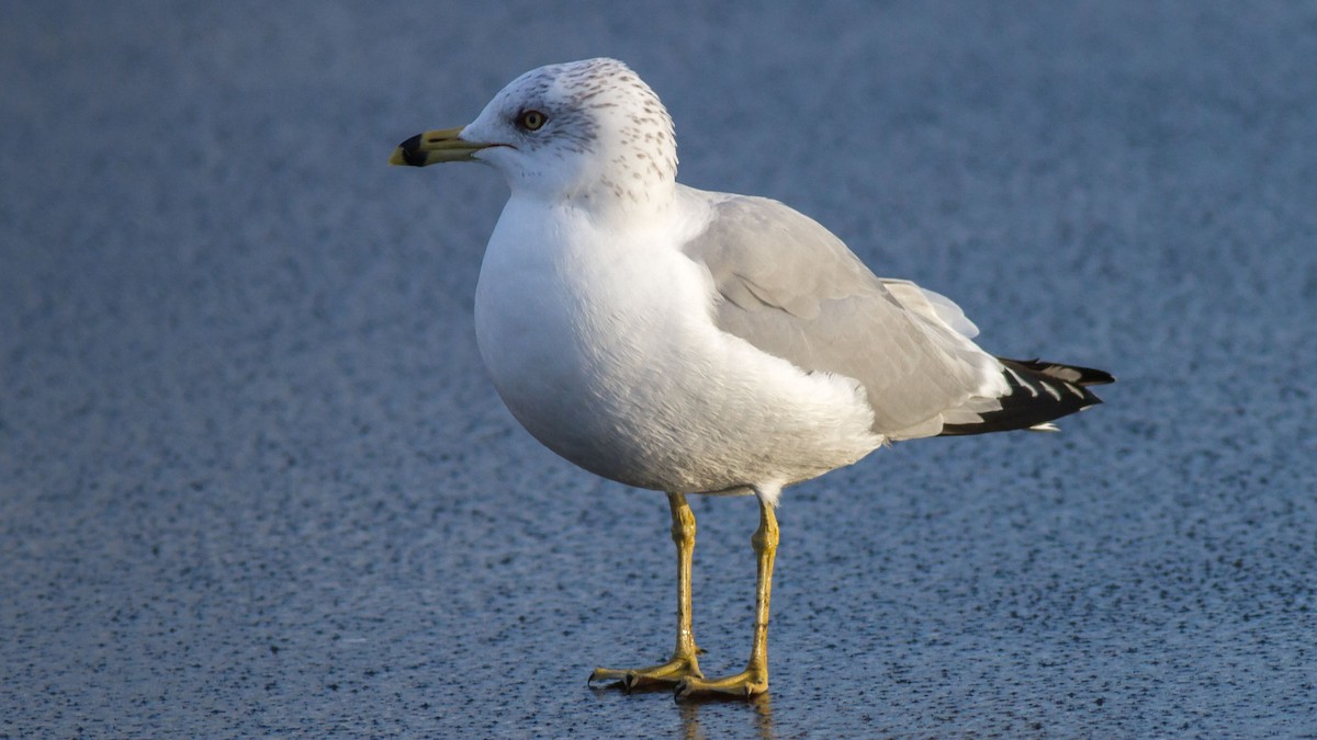 Ring-billed Gull - ML295358421