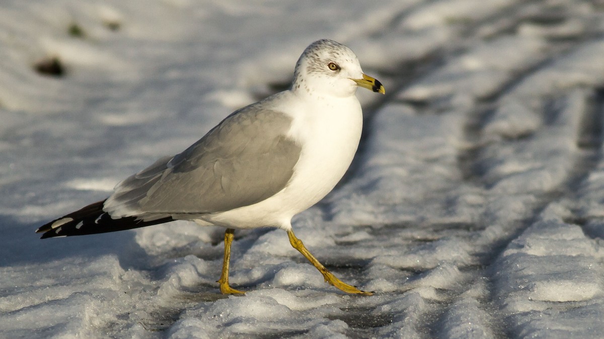 Ring-billed Gull - ML295358431