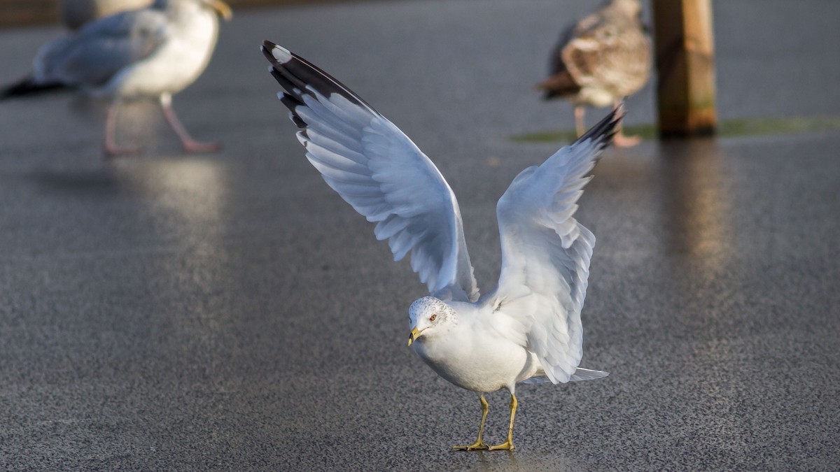 Ring-billed Gull - ML295358441