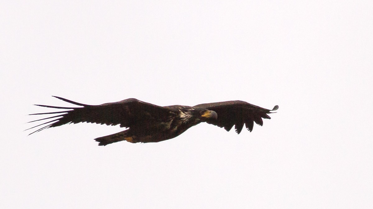 White-tailed Eagle - ML295358591