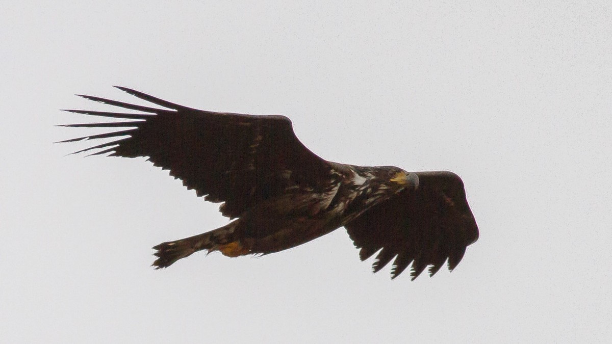 White-tailed Eagle - ML295358601