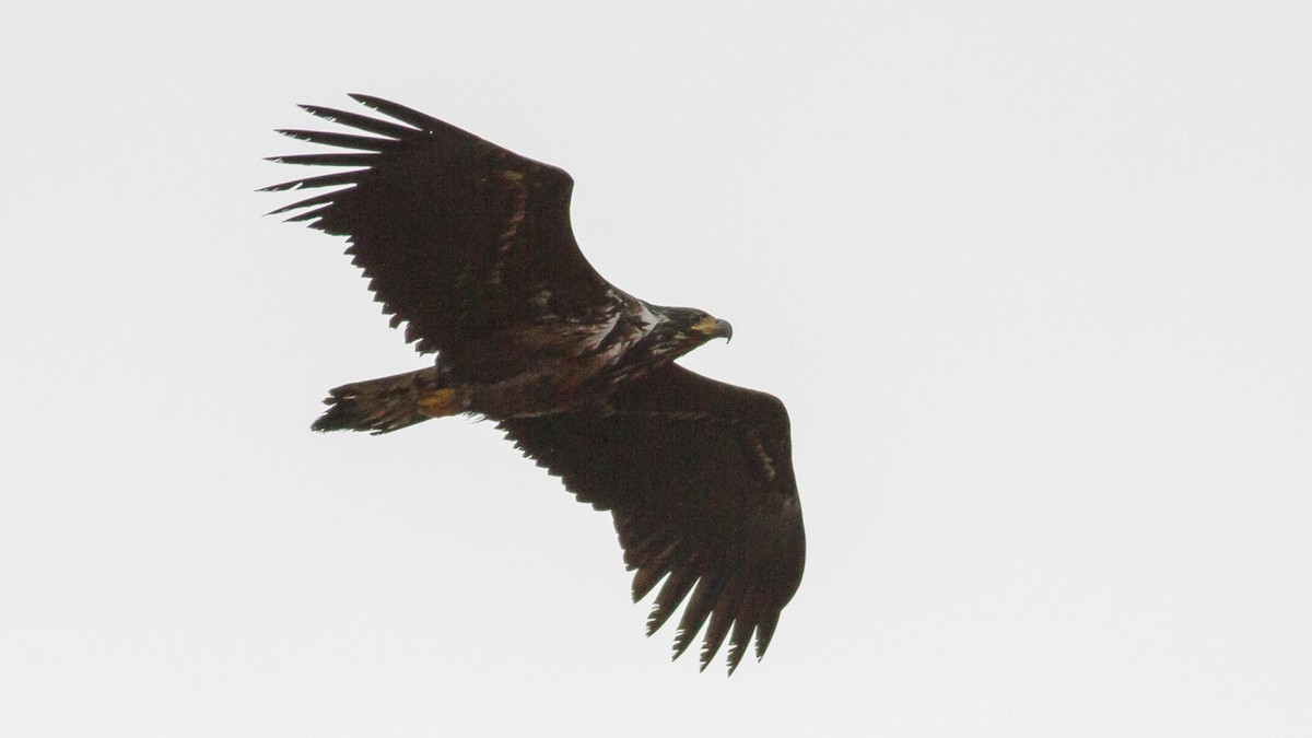 White-tailed Eagle - ML295358621