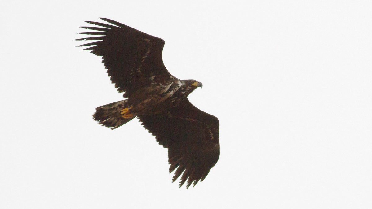 White-tailed Eagle - ML295358631