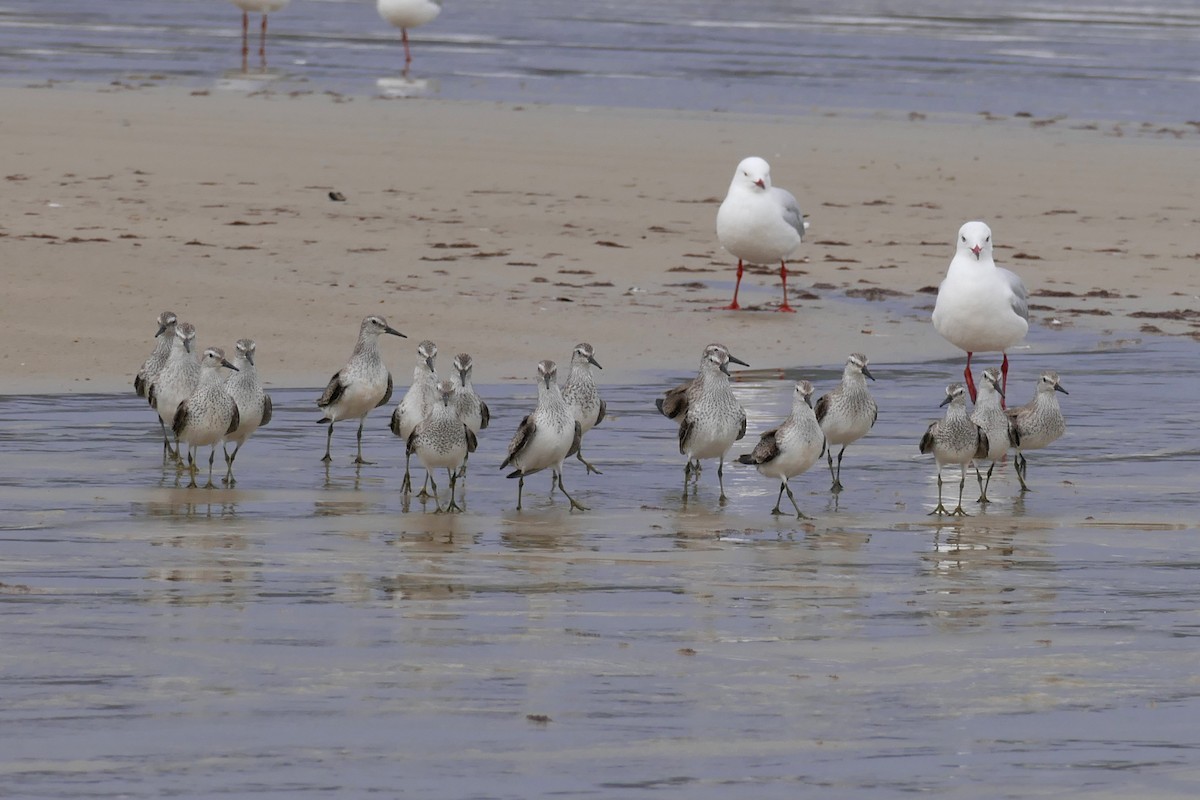 Red Knot - Margot Oorebeek