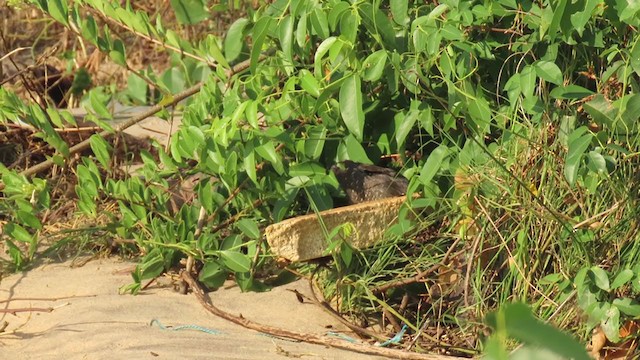 Slaty-breasted Rail - ML295360071