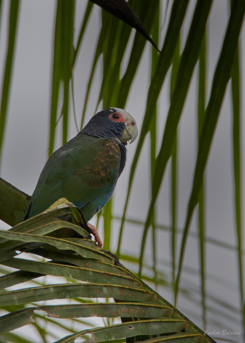 White-crowned Parrot - ML295360161