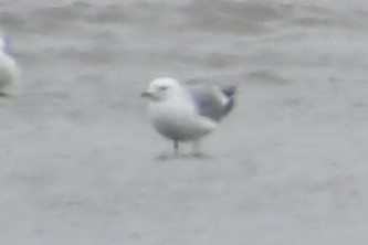 Common Gull - ML295362121