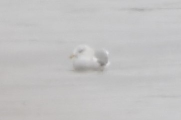 Common Gull - ML295362131