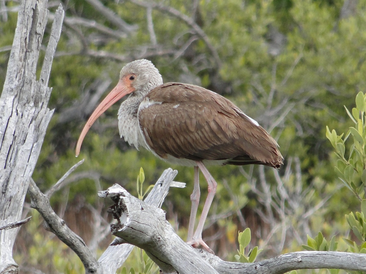 White Ibis - Gerd Schön