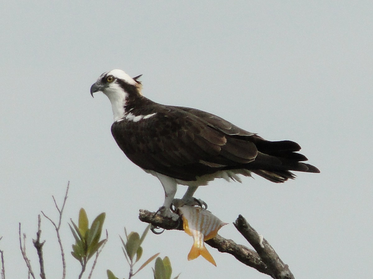 Águila Pescadora - ML295364531