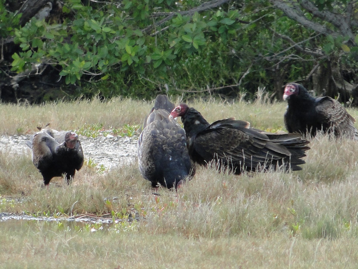 Turkey Vulture - ML295364541