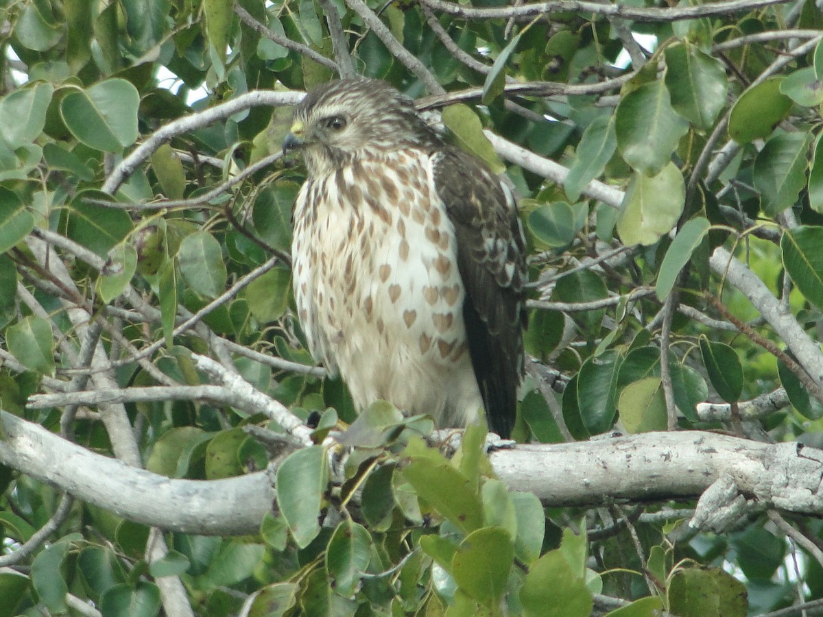 Broad-winged Hawk - Gerd Schön