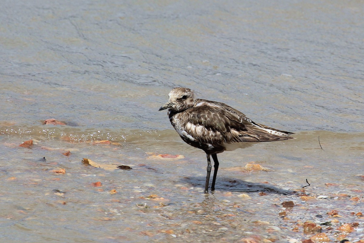 Black-bellied Plover - ML295364561