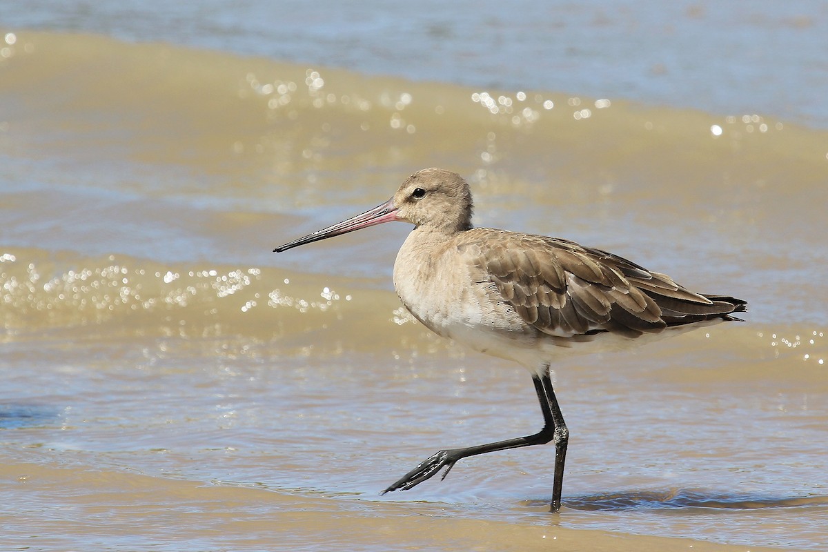 Black-tailed Godwit - ML295364871
