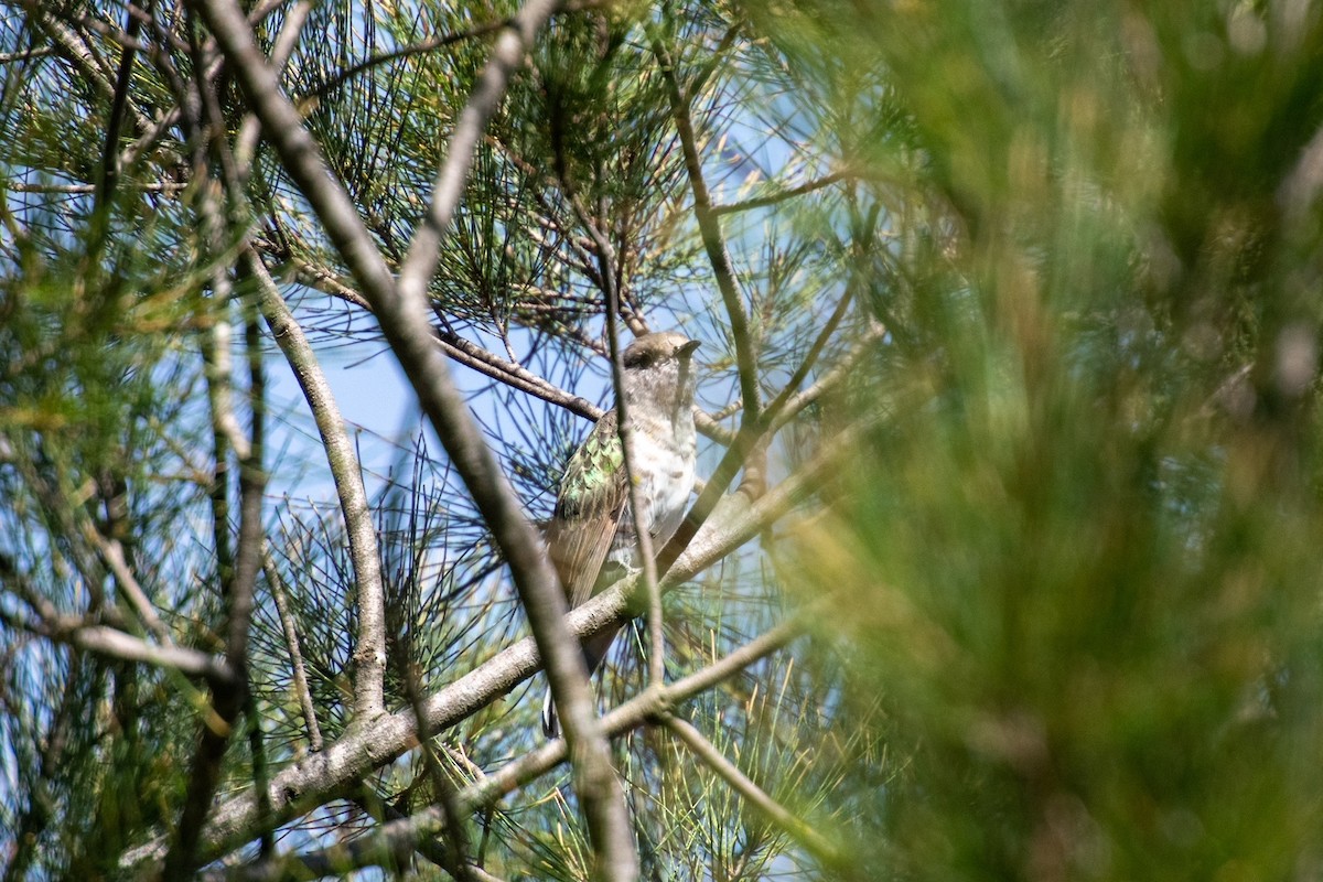 Shining Bronze-Cuckoo - Beck Redden