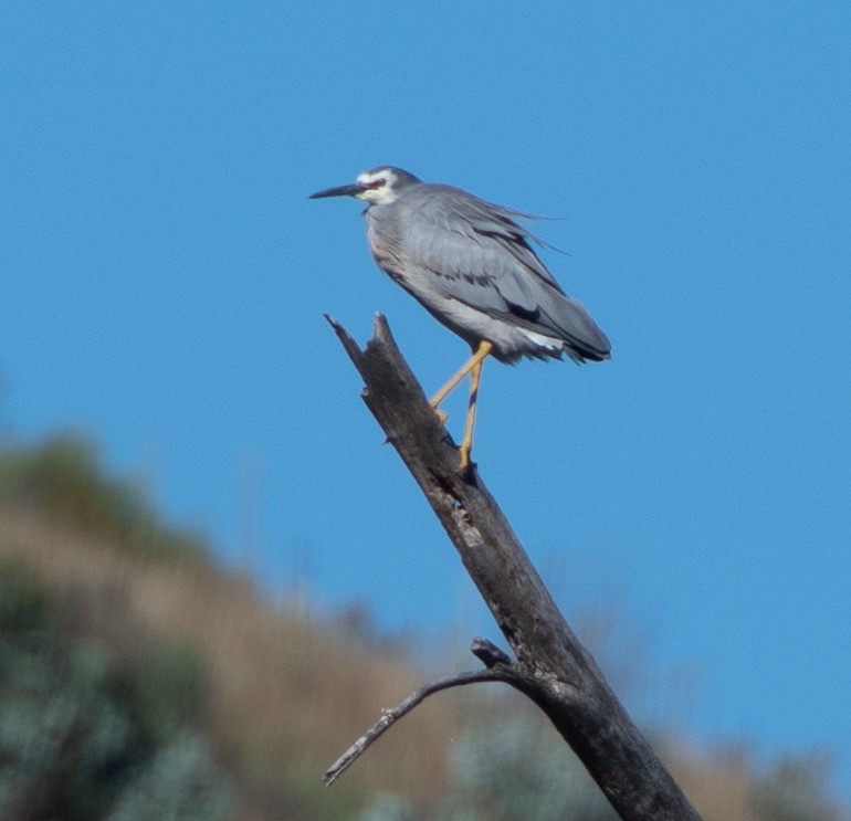 White-faced Heron - ML295365651