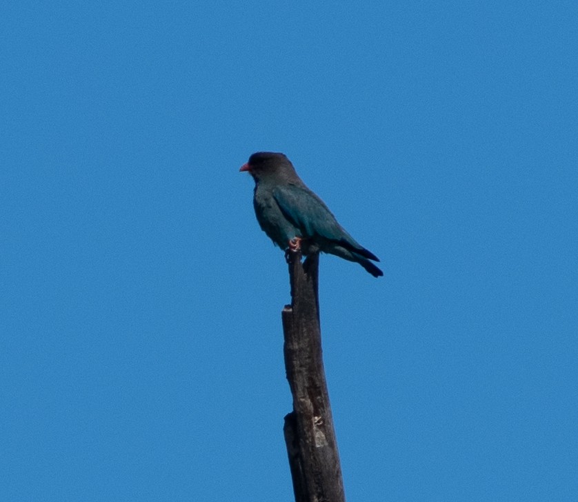 Dollarbird - ML295366241