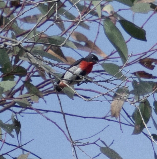 Mistletoebird - ML295366441