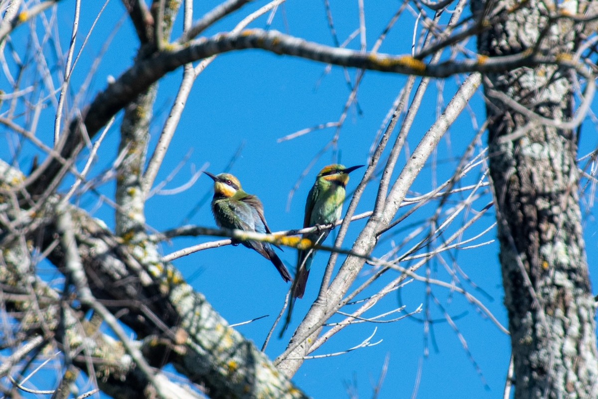 Rainbow Bee-eater - Beck Redden