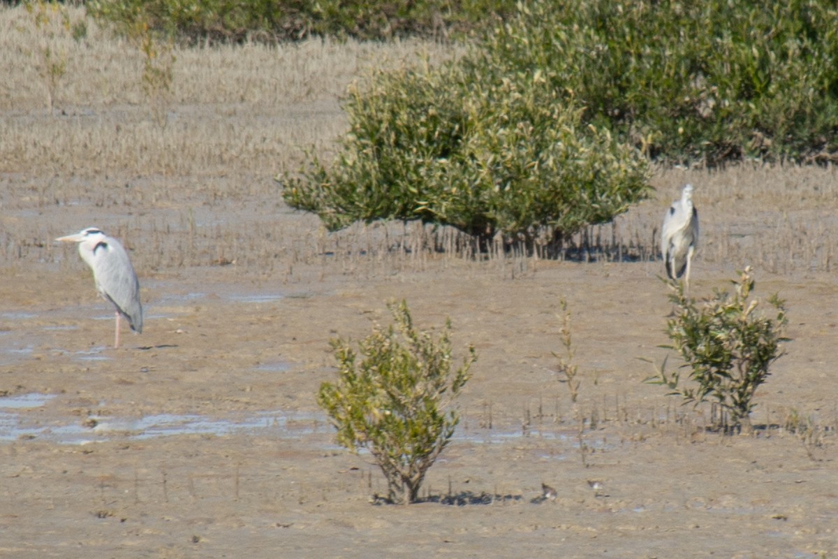 Gray Heron - Fereydoon Gharaei