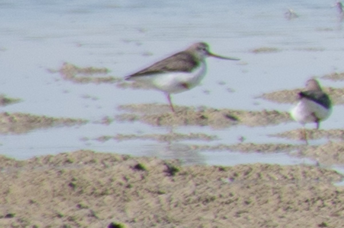 Terek Sandpiper - Fereydoon Gharaei