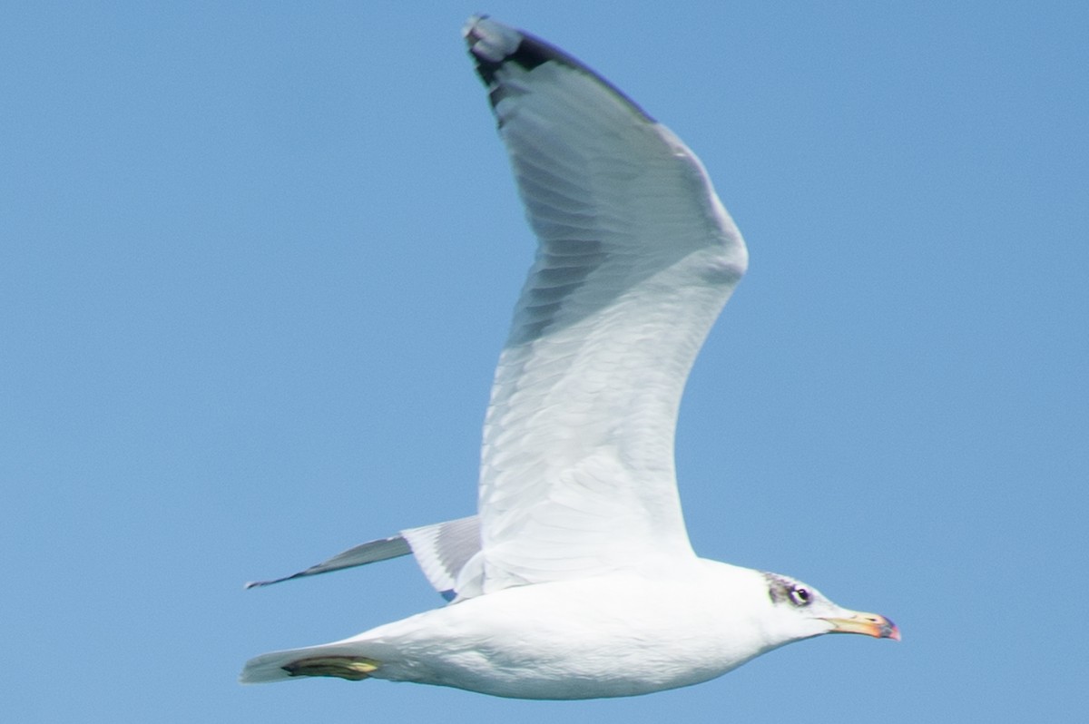 Pallas's Gull - Fereydoon Gharaei