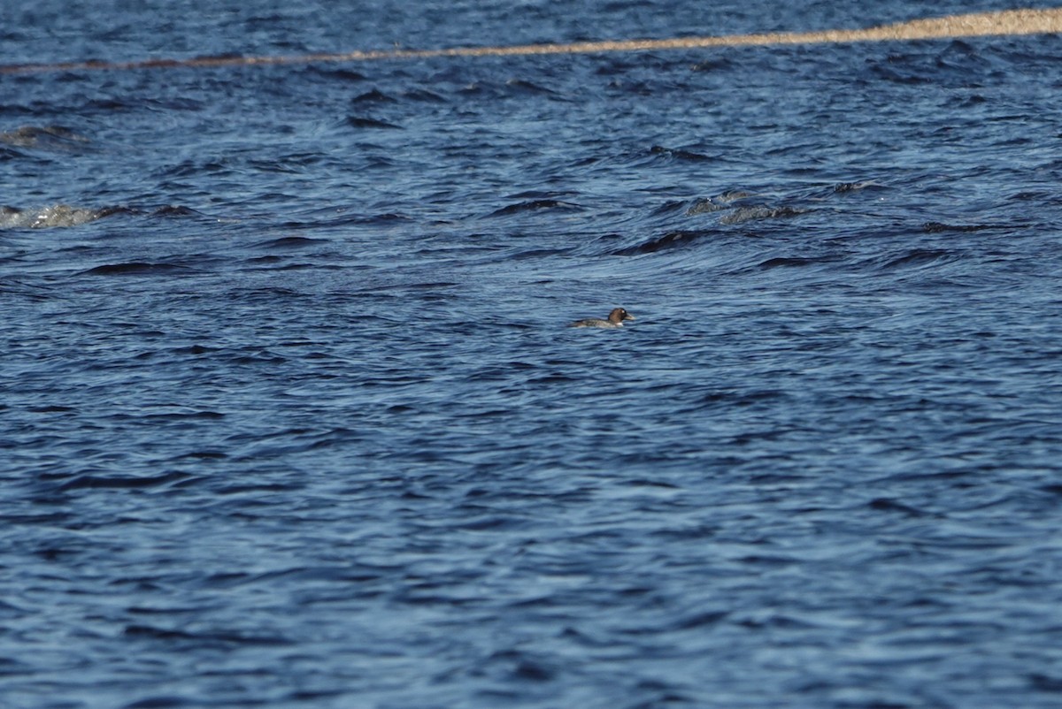 Common Goldeneye - ML295367751