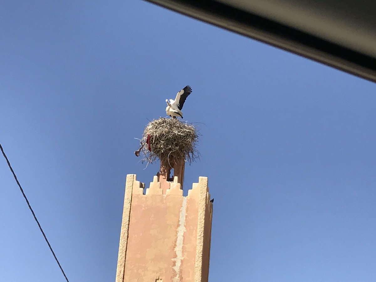 White Stork - ML295367821