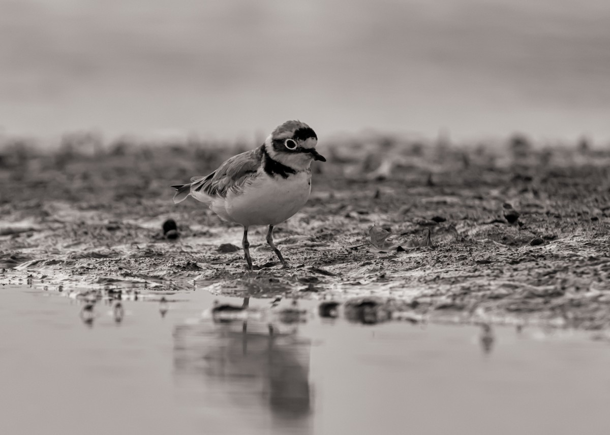 Little Ringed Plover - Ramesh Desai