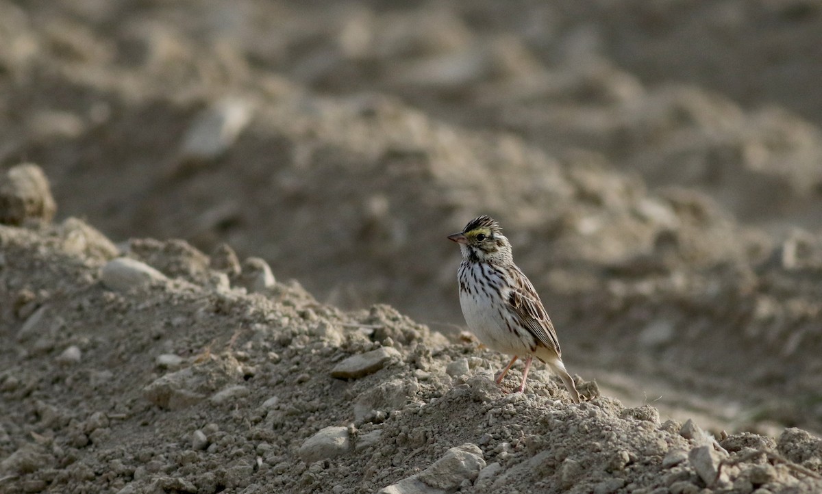 Savannah Sparrow (Savannah) - ML29537231