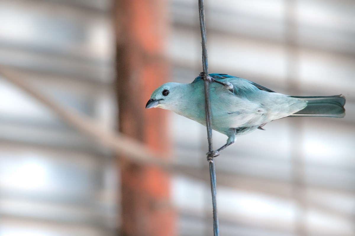 Blue-gray Tanager - ML295372341