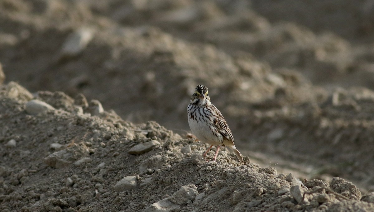 Savannah Sparrow (Savannah) - ML29537241