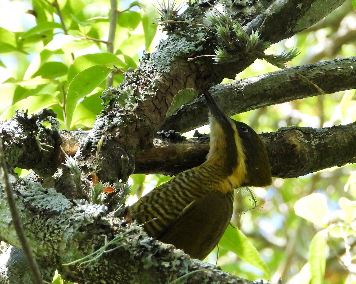 Golden-green Woodpecker - ML295373841