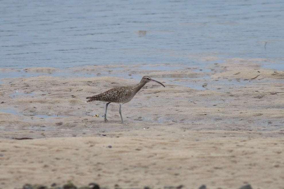 Whimbrel (Siberian) - Paul Lynch