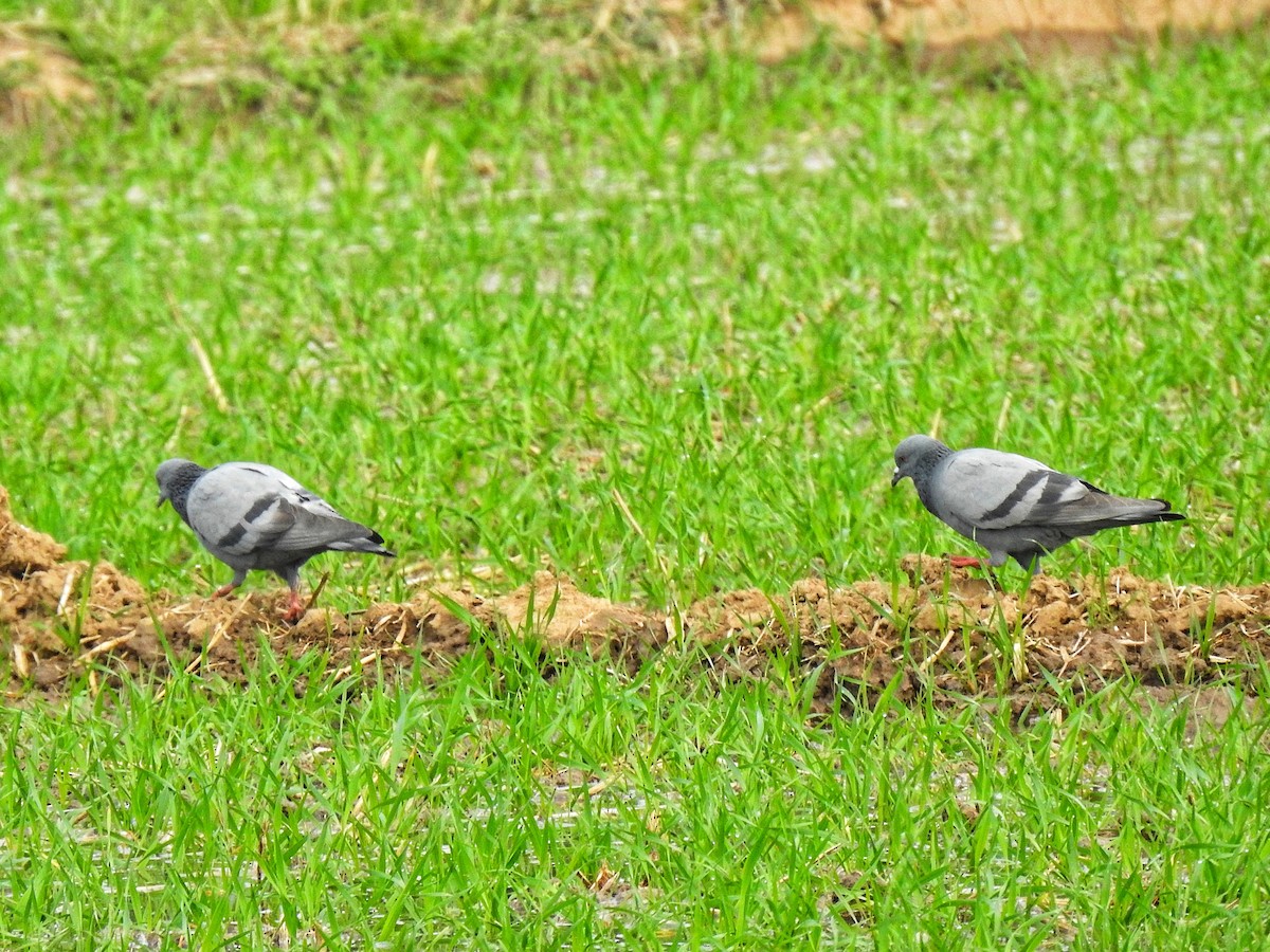 Rock Pigeon (Feral Pigeon) - ML295380011